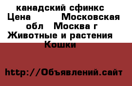 канадский сфинкс › Цена ­ 300 - Московская обл., Москва г. Животные и растения » Кошки   